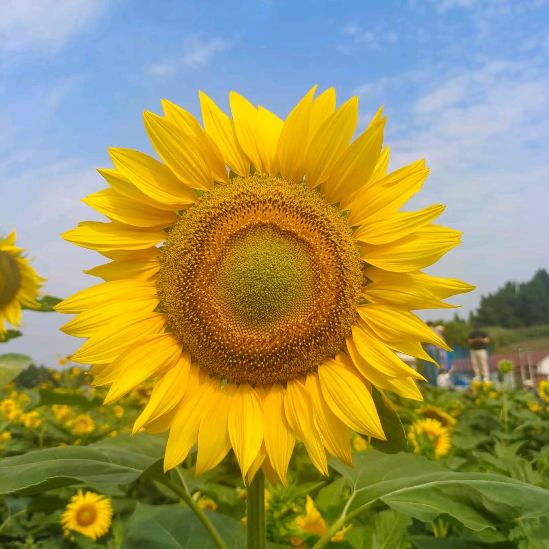 黄四孃