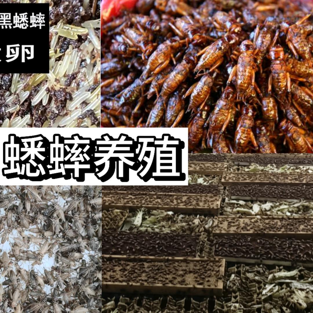 蟋蟀  菏泽养殖基地