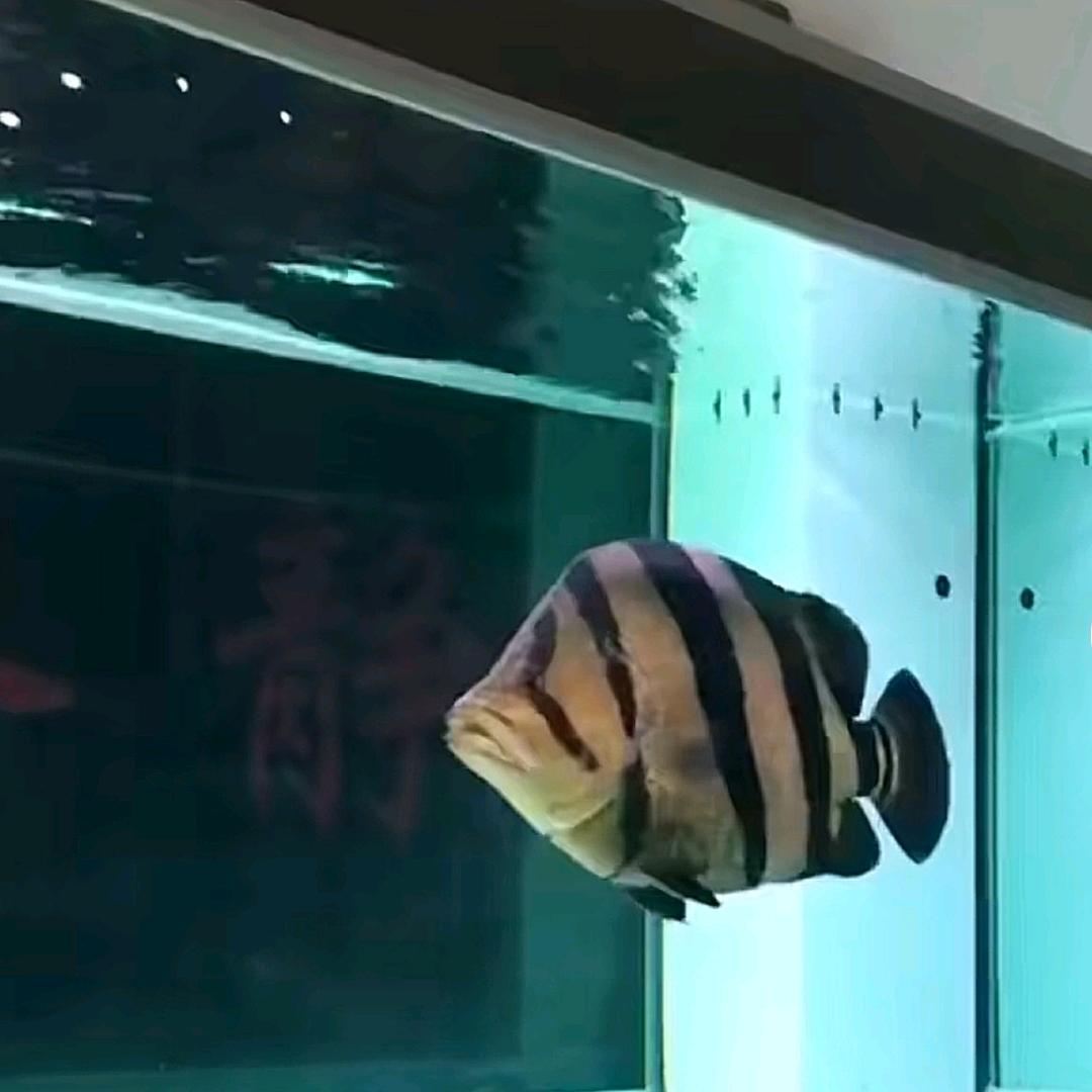 ୧⍤⃝🌼ネф̶イω𓆡𓆝𓆟𓆜