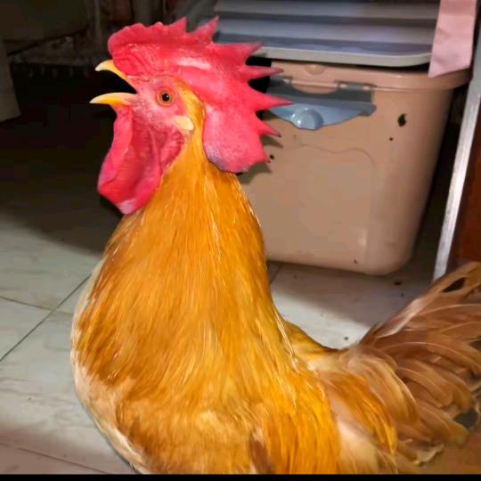 小鱼聊养殖