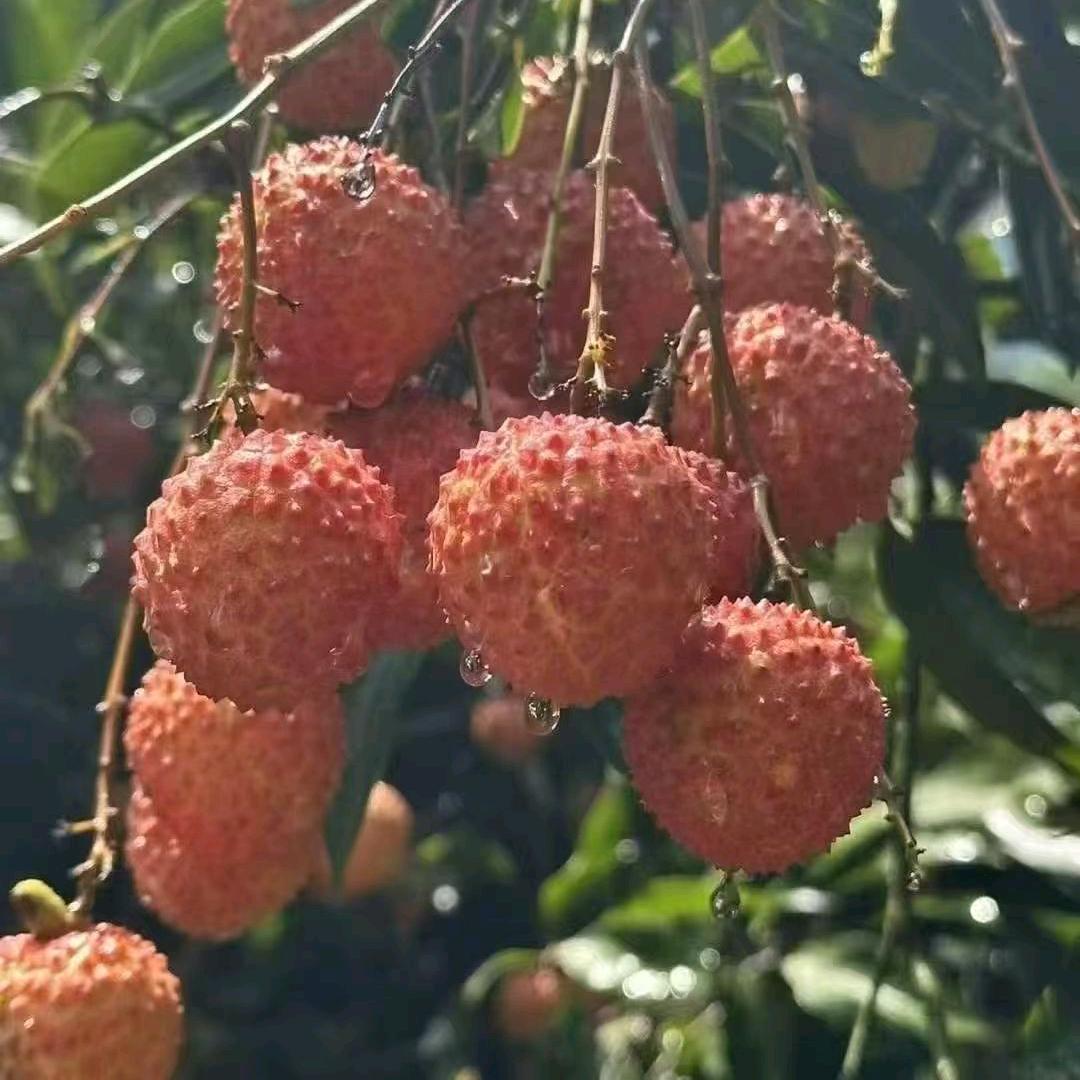 四川合江一晚熟茘枝