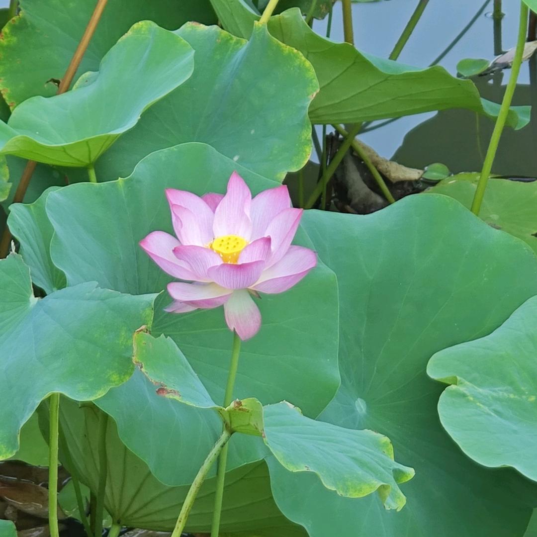 💘💘💘岁月🌹🌹🌹静好💘💘