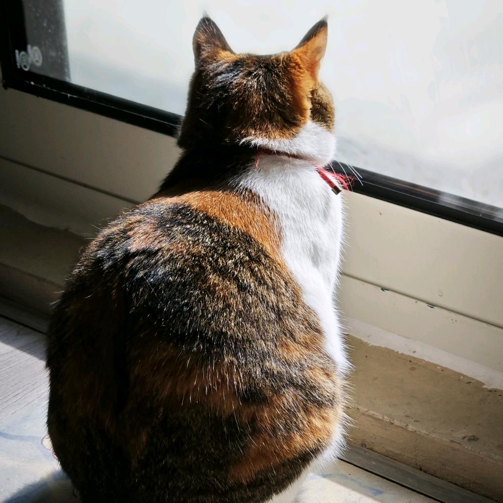 雾光语