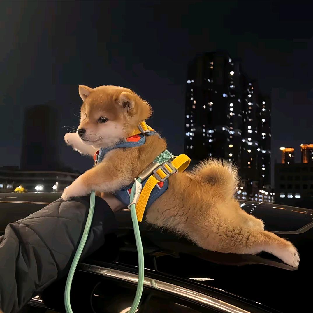 江晚吟