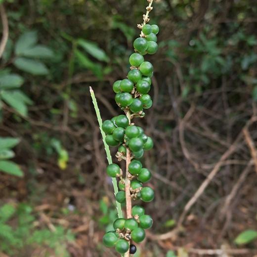 有来东！！回往