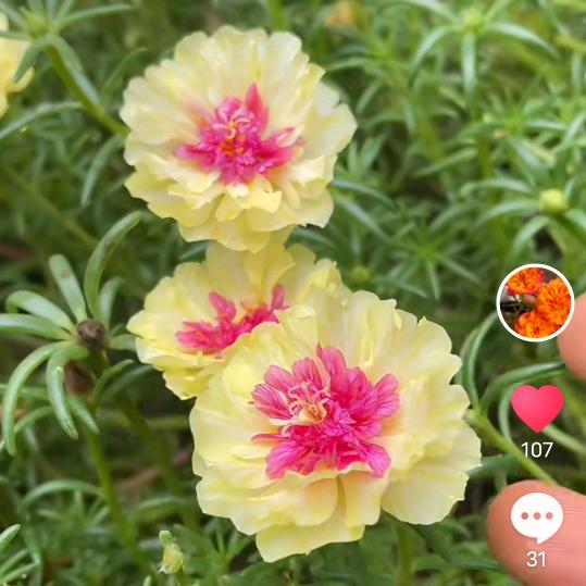 花燃四季