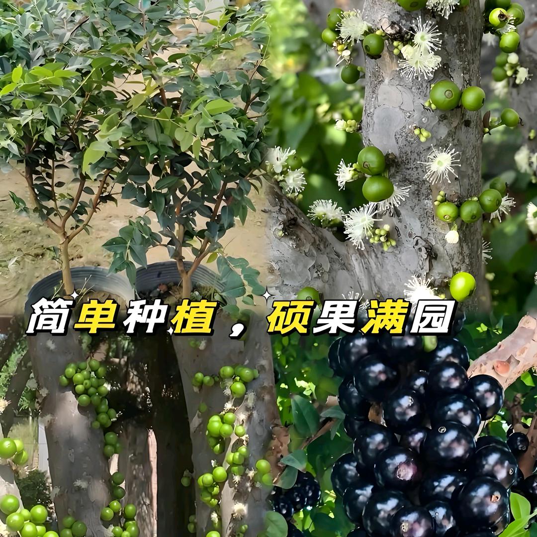 阿燃果业（嘉宝果&树葡萄）