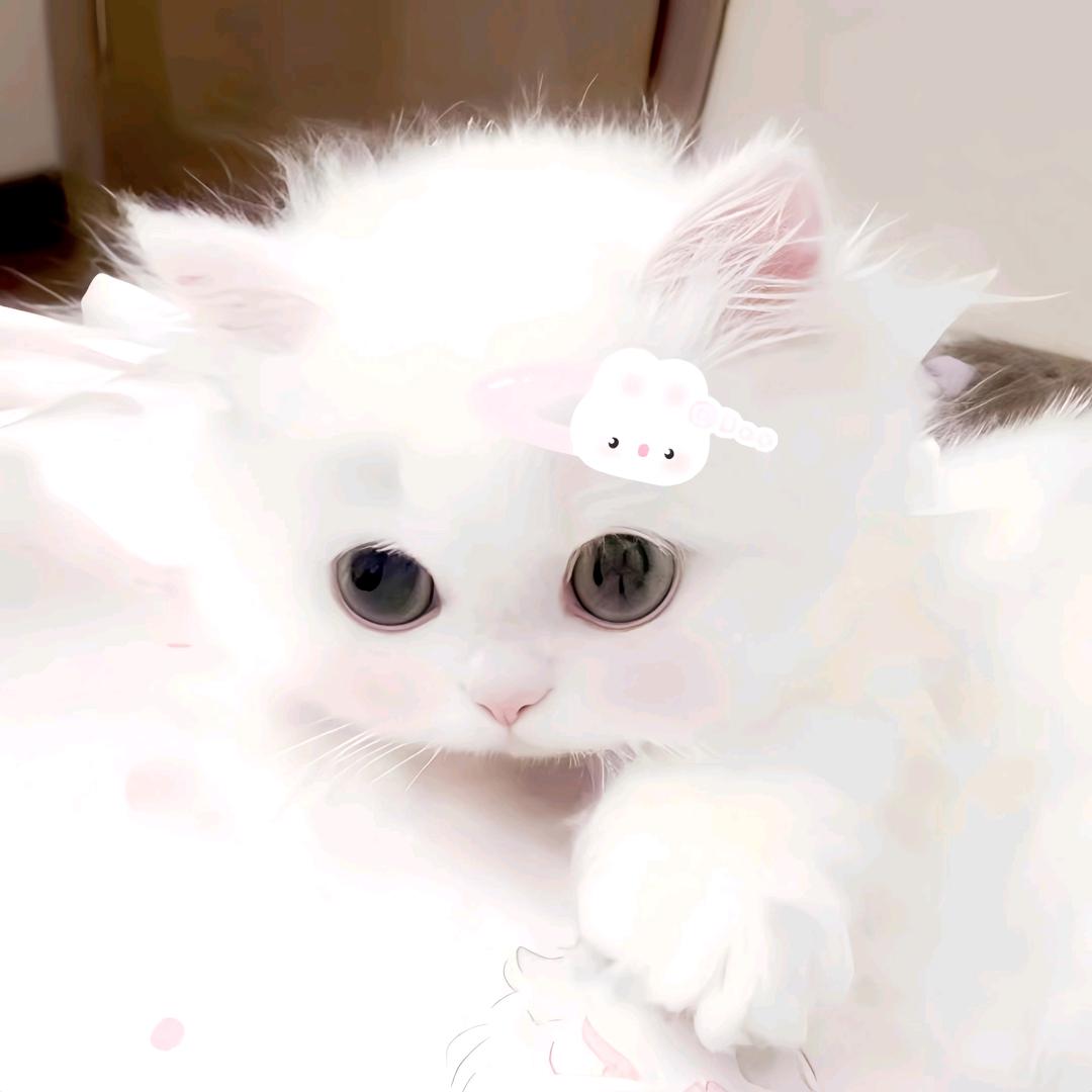 蛋蛋