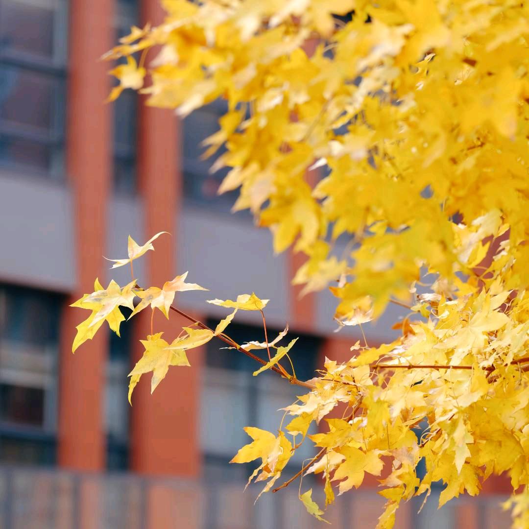 爱不过是一克拉