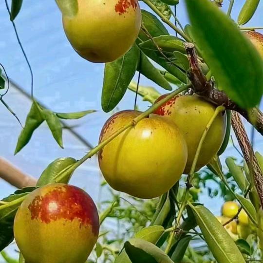 智周冬枣优品店