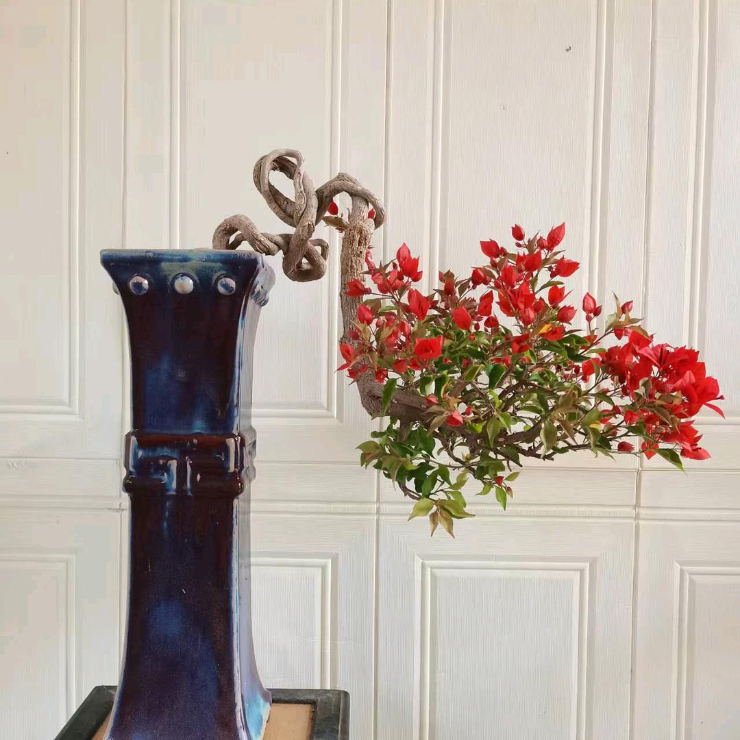 花巧园艺三角梅