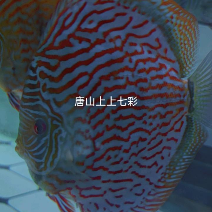 唐山上上精品七彩（个体工商户）