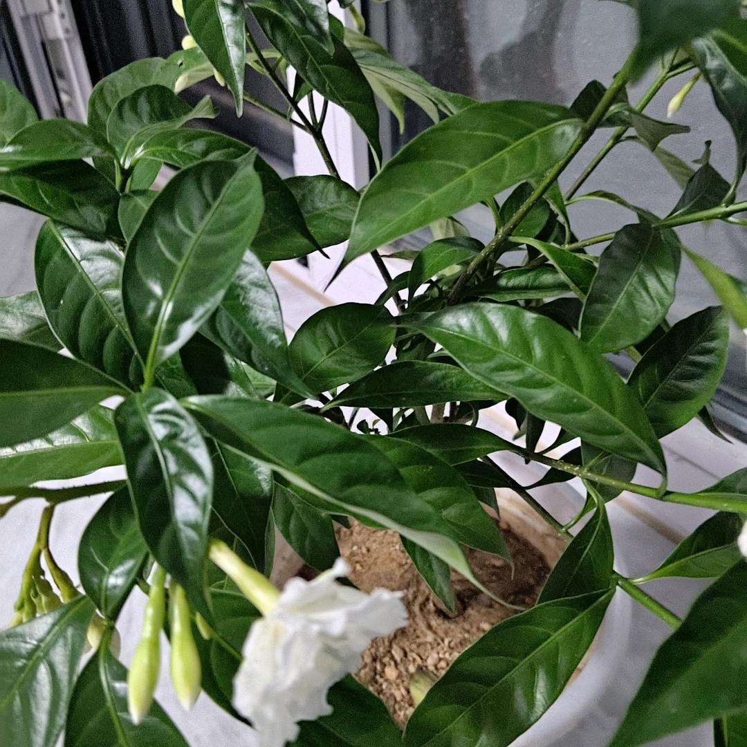 枫雨