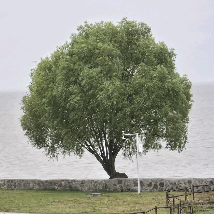 夏天的那只蝉（封）