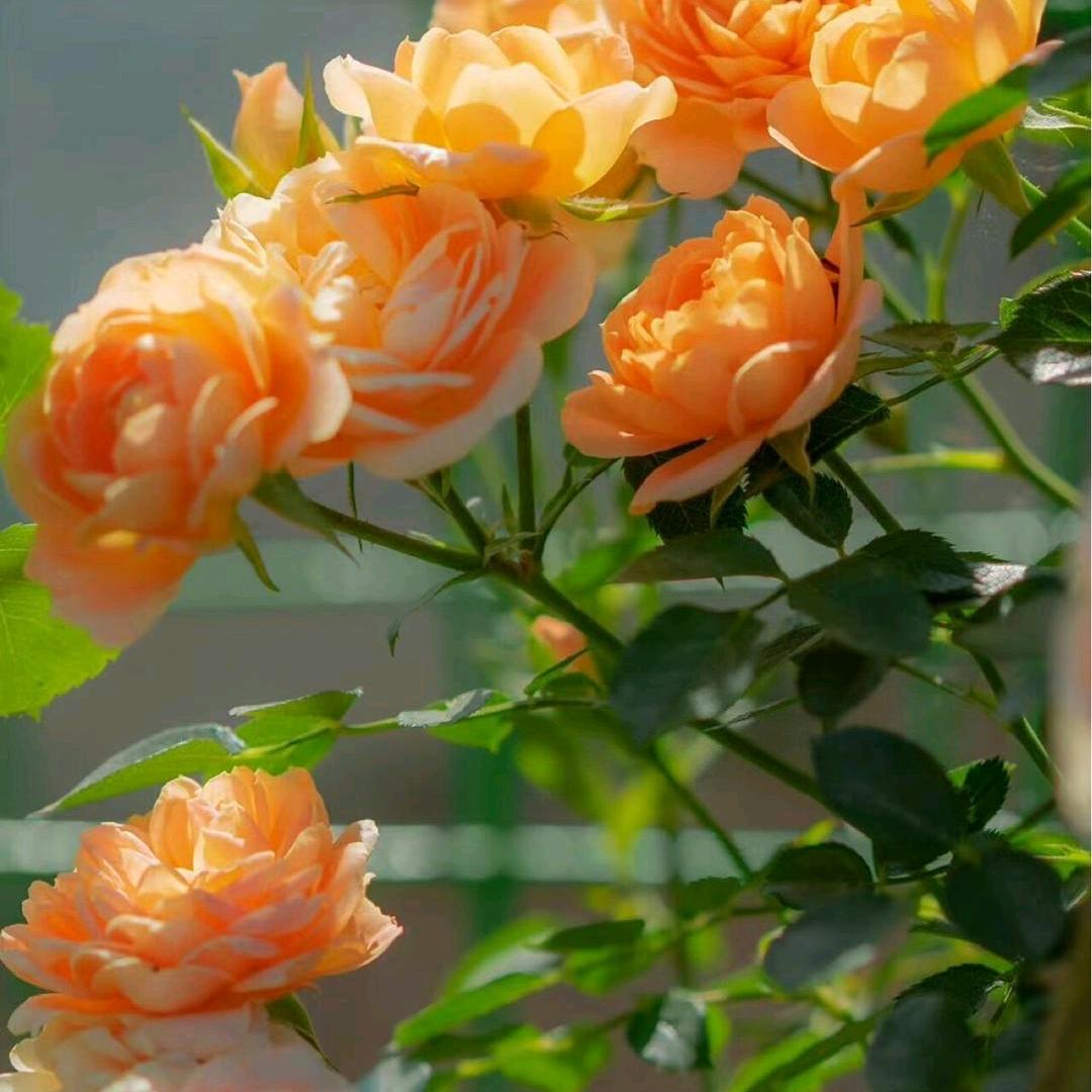 🥀⃟错把᭄敷衍ꦻ当承诺ꦿᭁ: 🥀⃟