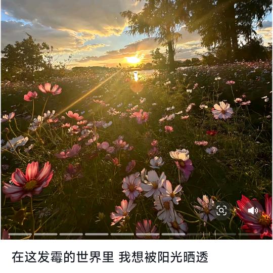 淡淡的就会顺顺的