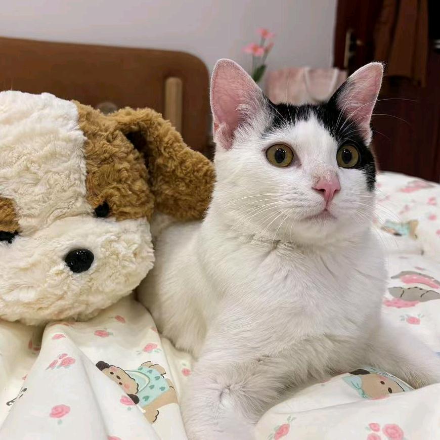 猫狗家园趣事多～