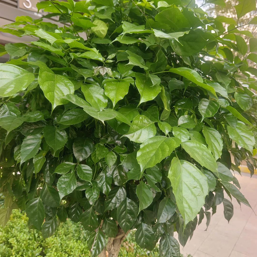 🌸დ᭄*꯭͡泡沫꧔ꦿ℘ℳ