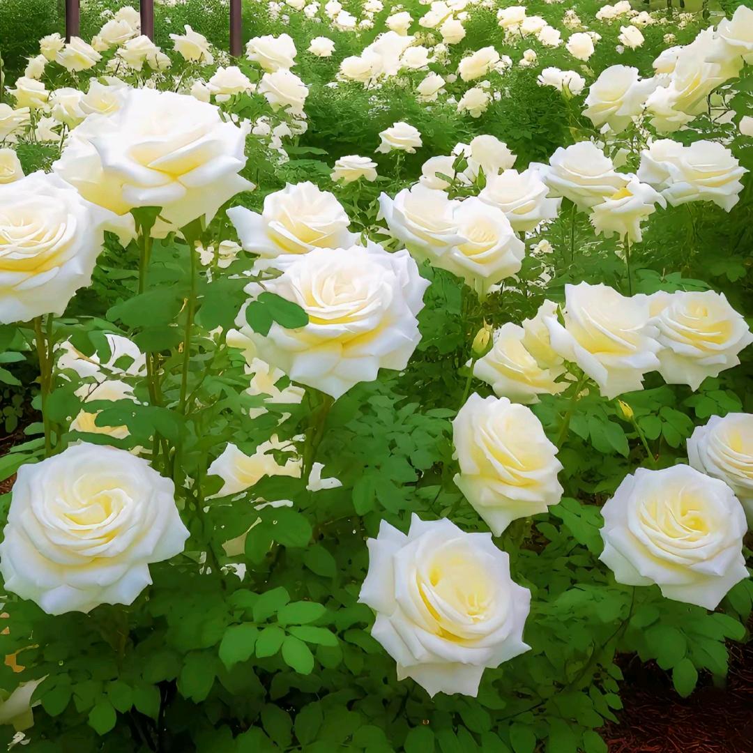 静听花开
