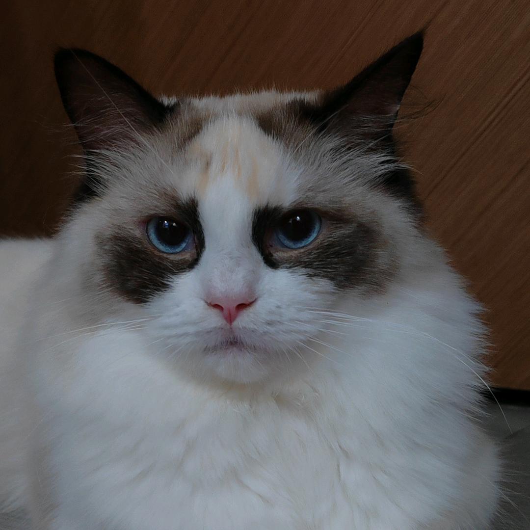 昭昭是只小猫咪