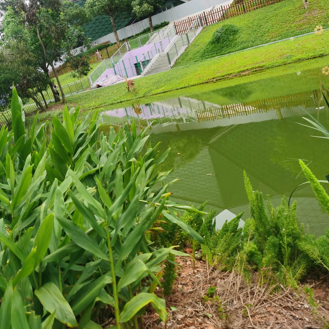 彩虹🌈小鸡