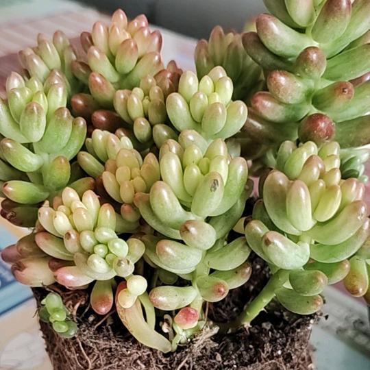 盐多多