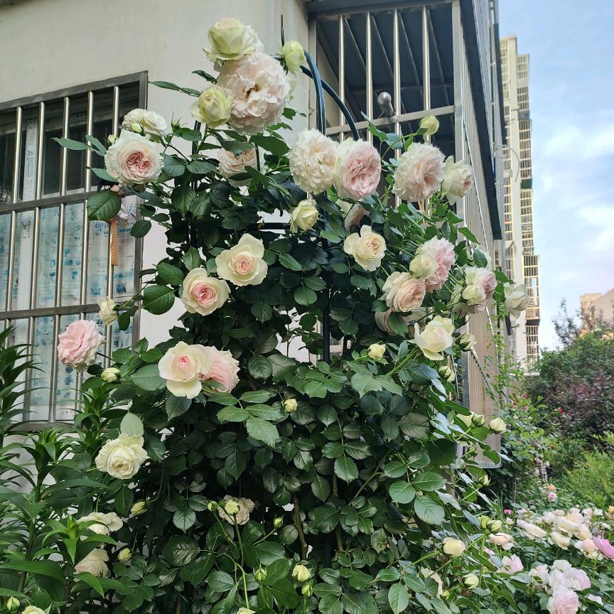 曦晨奶奶涅槃重生