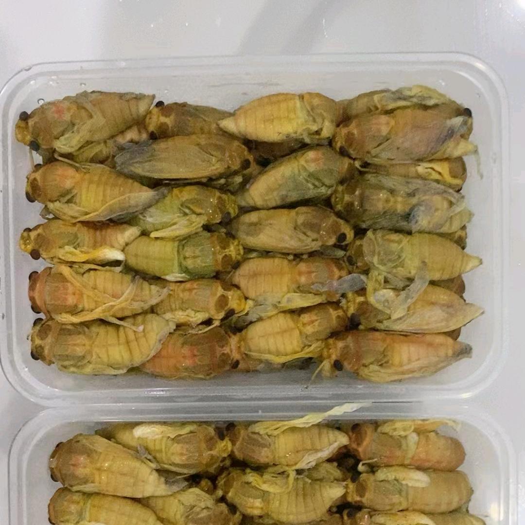 纯天然知了，蜂蛹，批发零售