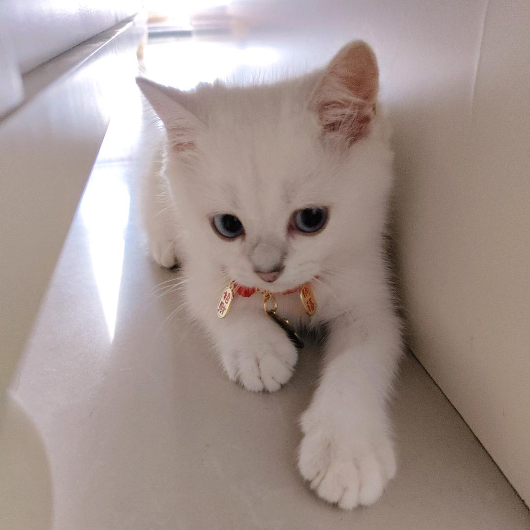 ❤️福福❤️