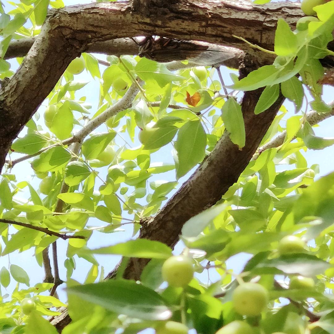 🌈桃丹正一琴秀😊