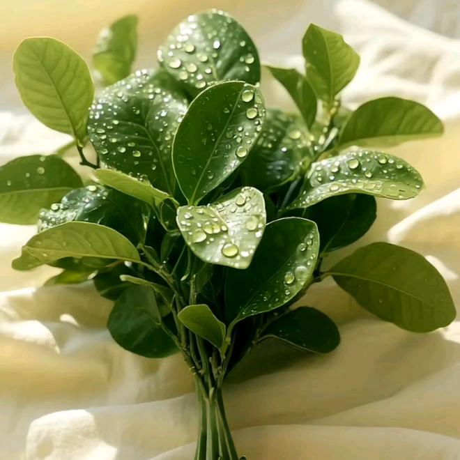 大鑫鑫的姑姑姑姑姑