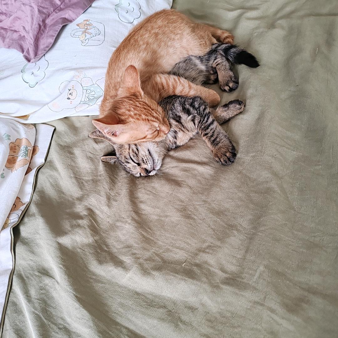 任风行