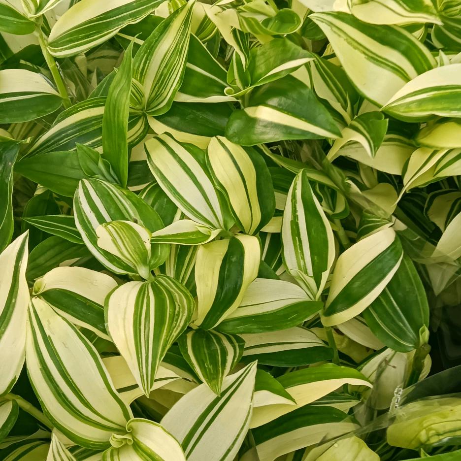 盛鑫温室花卉苗木