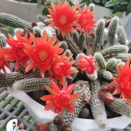 🌱知足常乐🌱