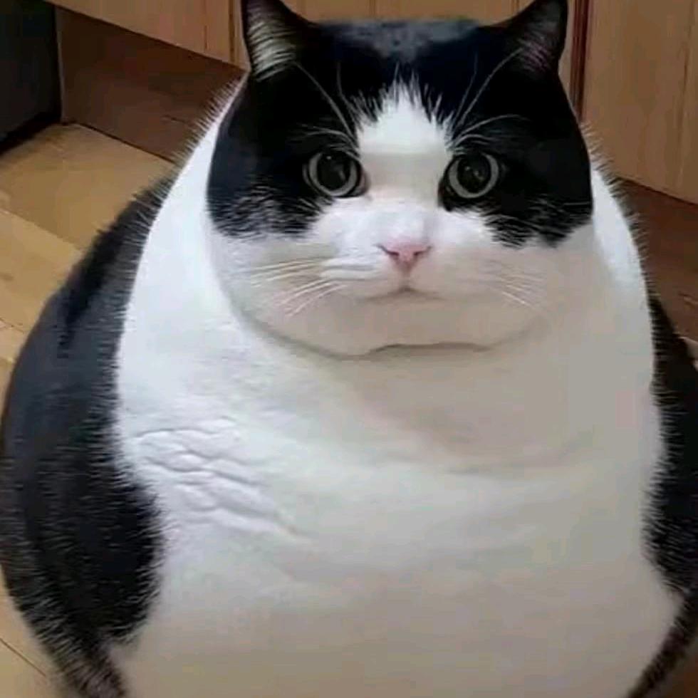 玖     哥