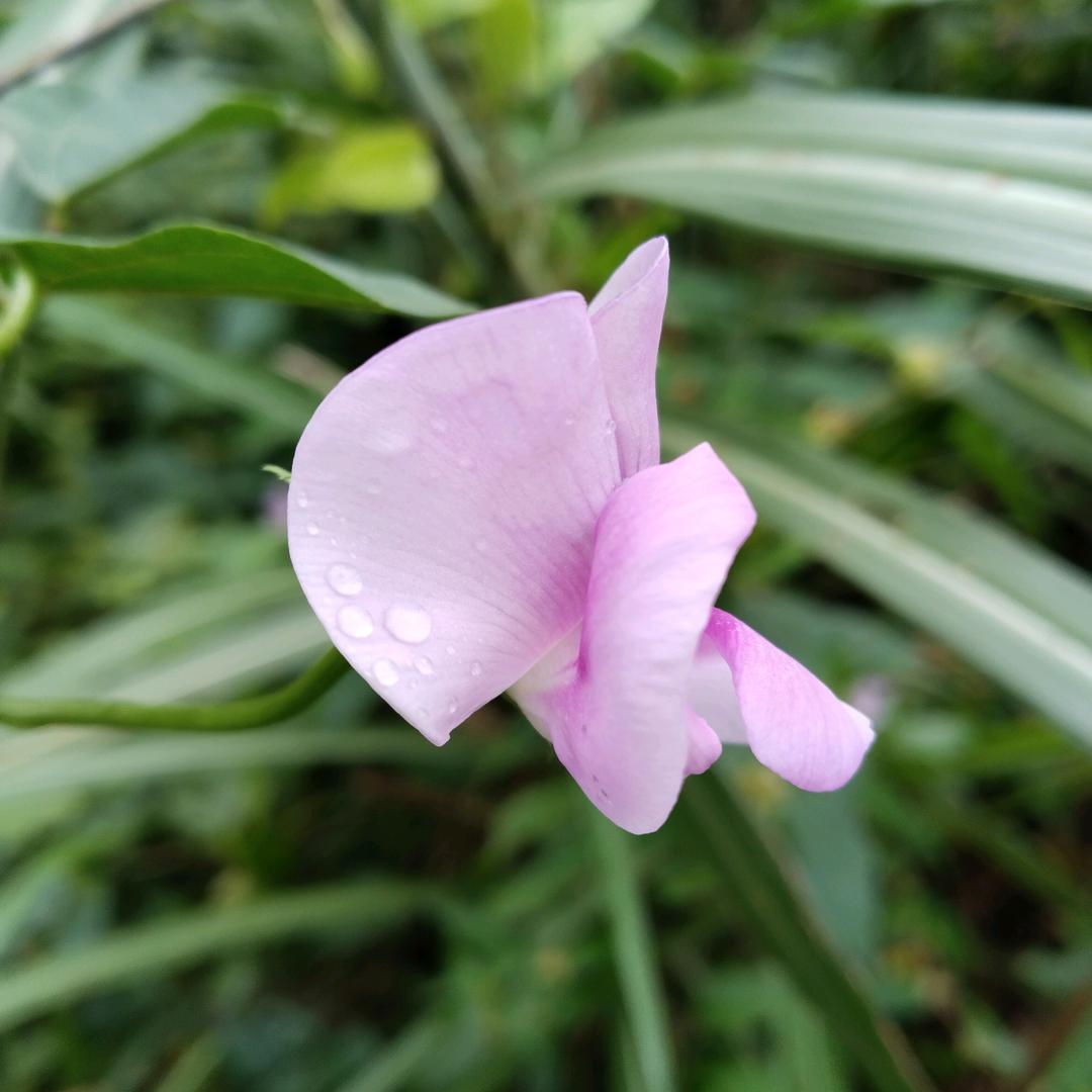 爱吃槐叶茶的秦尘手头像