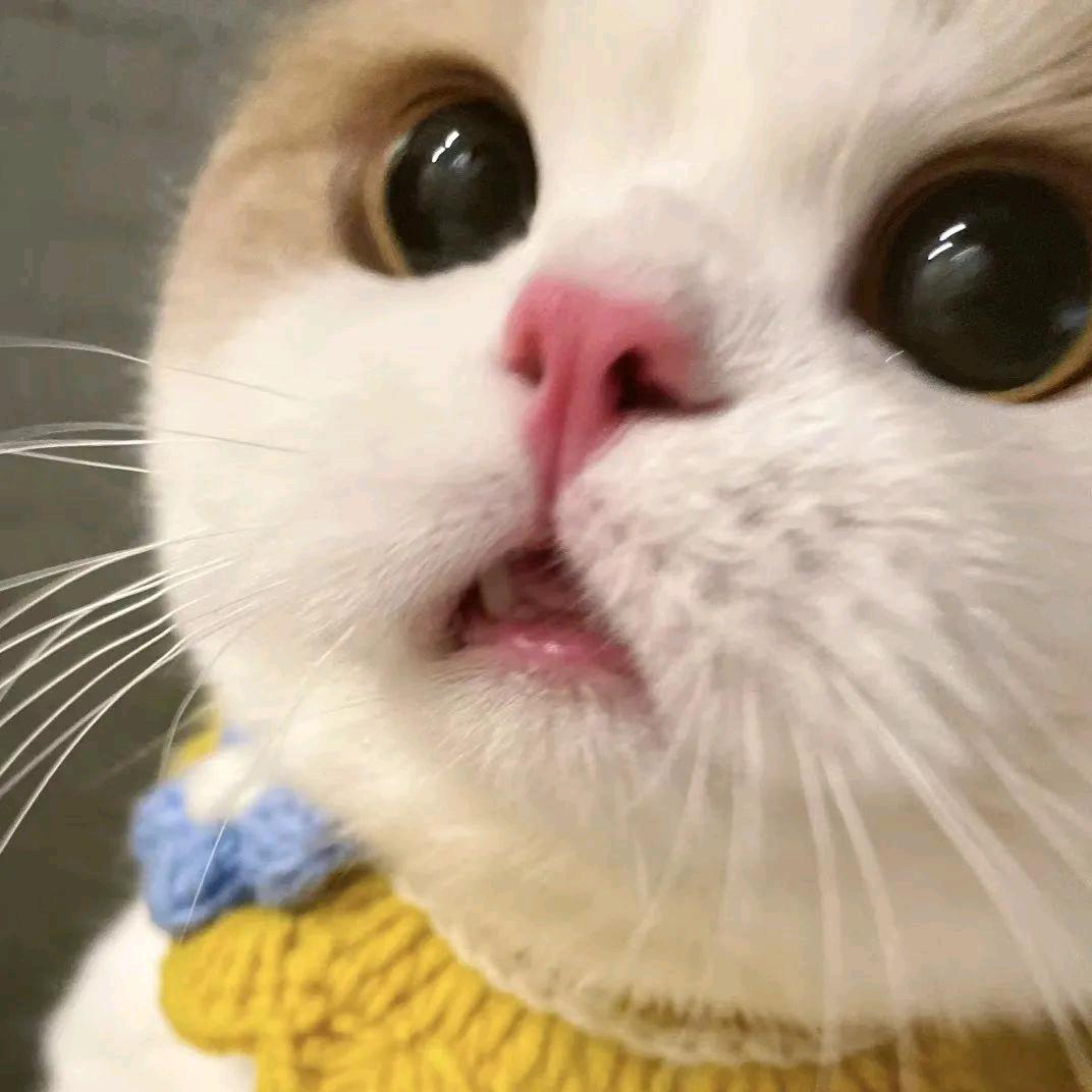 ヾ谢黄小笼包～