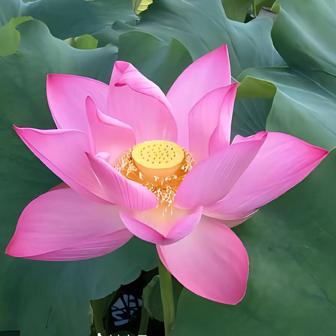 杨芳