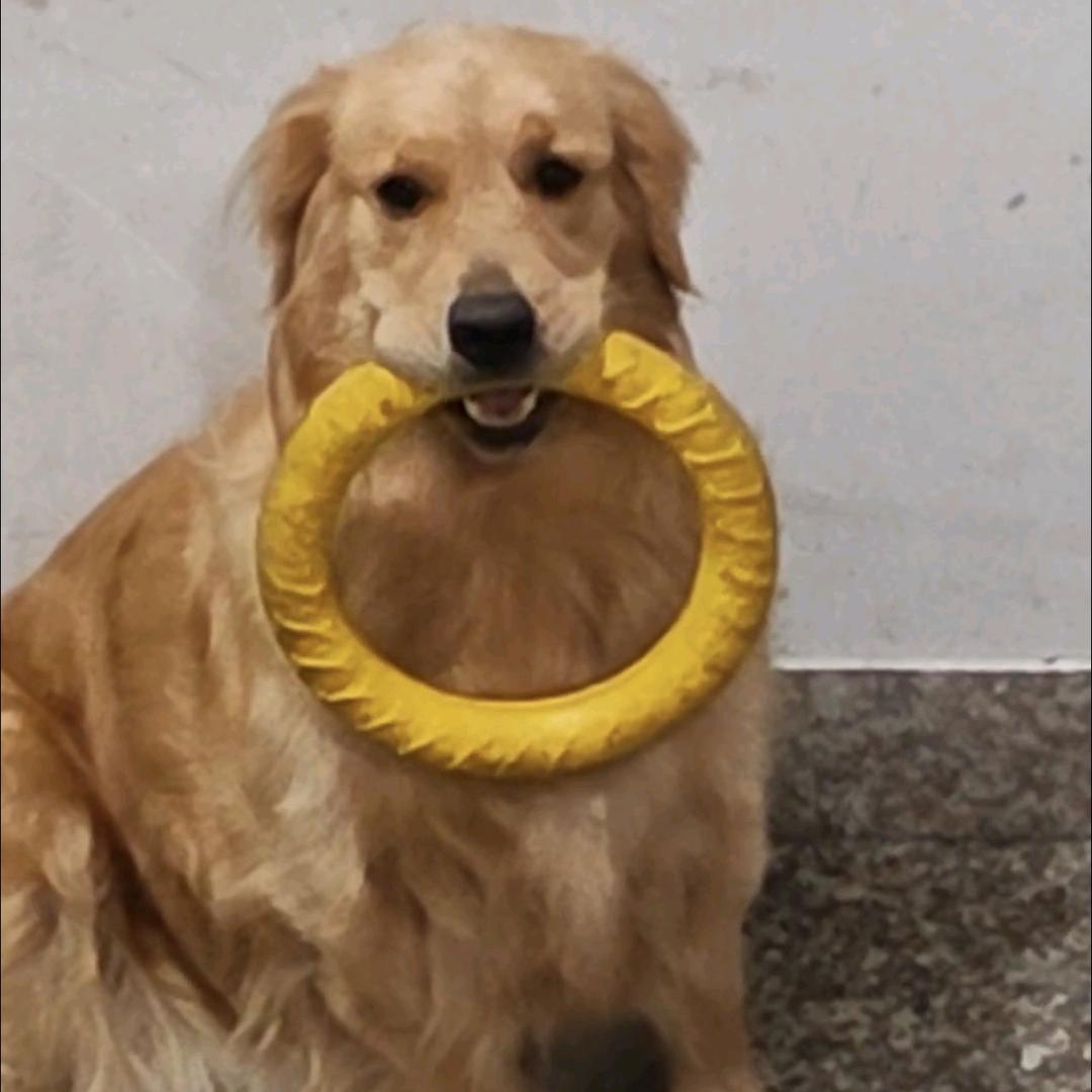 舞语