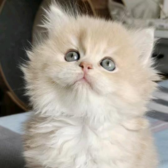 爱宠萌宠工作室