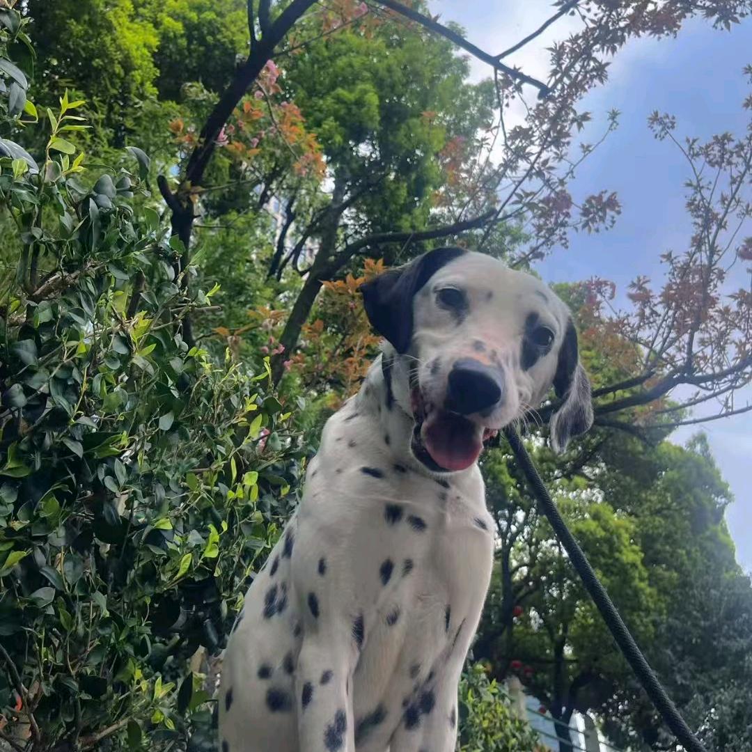 疯狗小楊