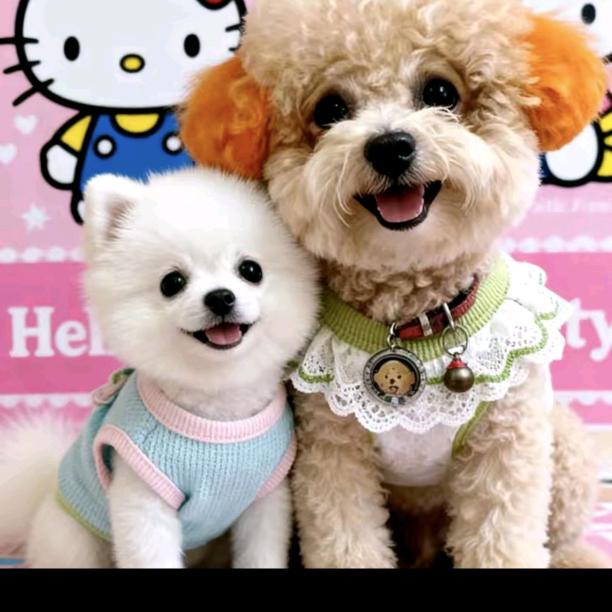 ℳঞᩚ²⁰嘟嘟和糖宝大爷