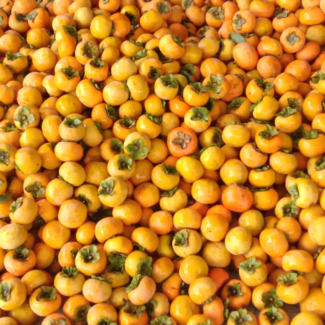 山西运城临猗水果大全