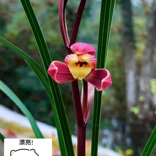 躺赢哥兰苑