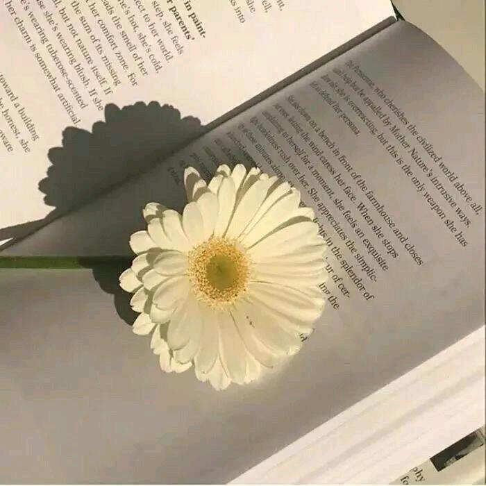 照客眠