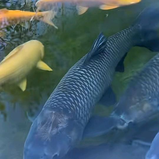 老默给我来条混子