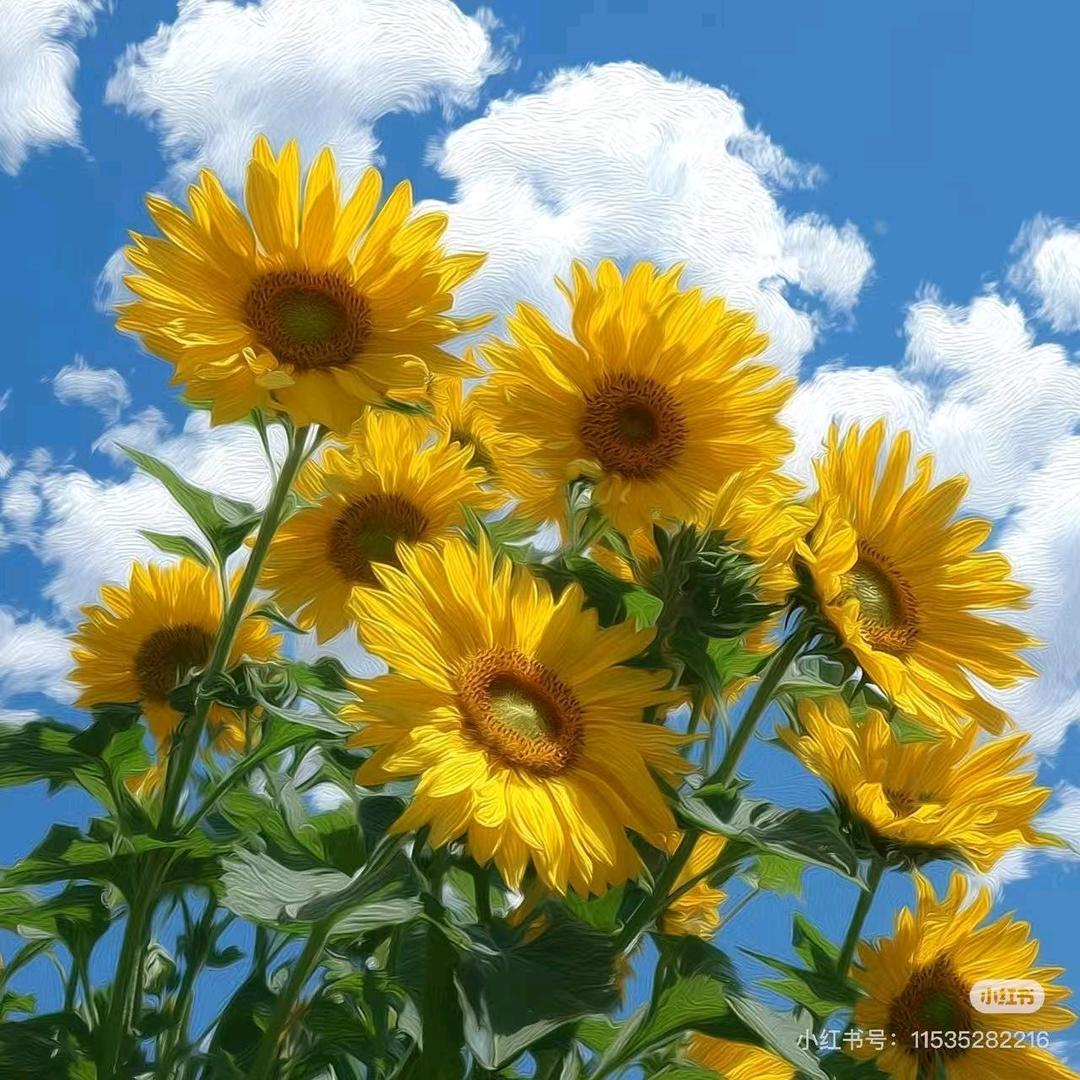 洪哥《手机撮影》