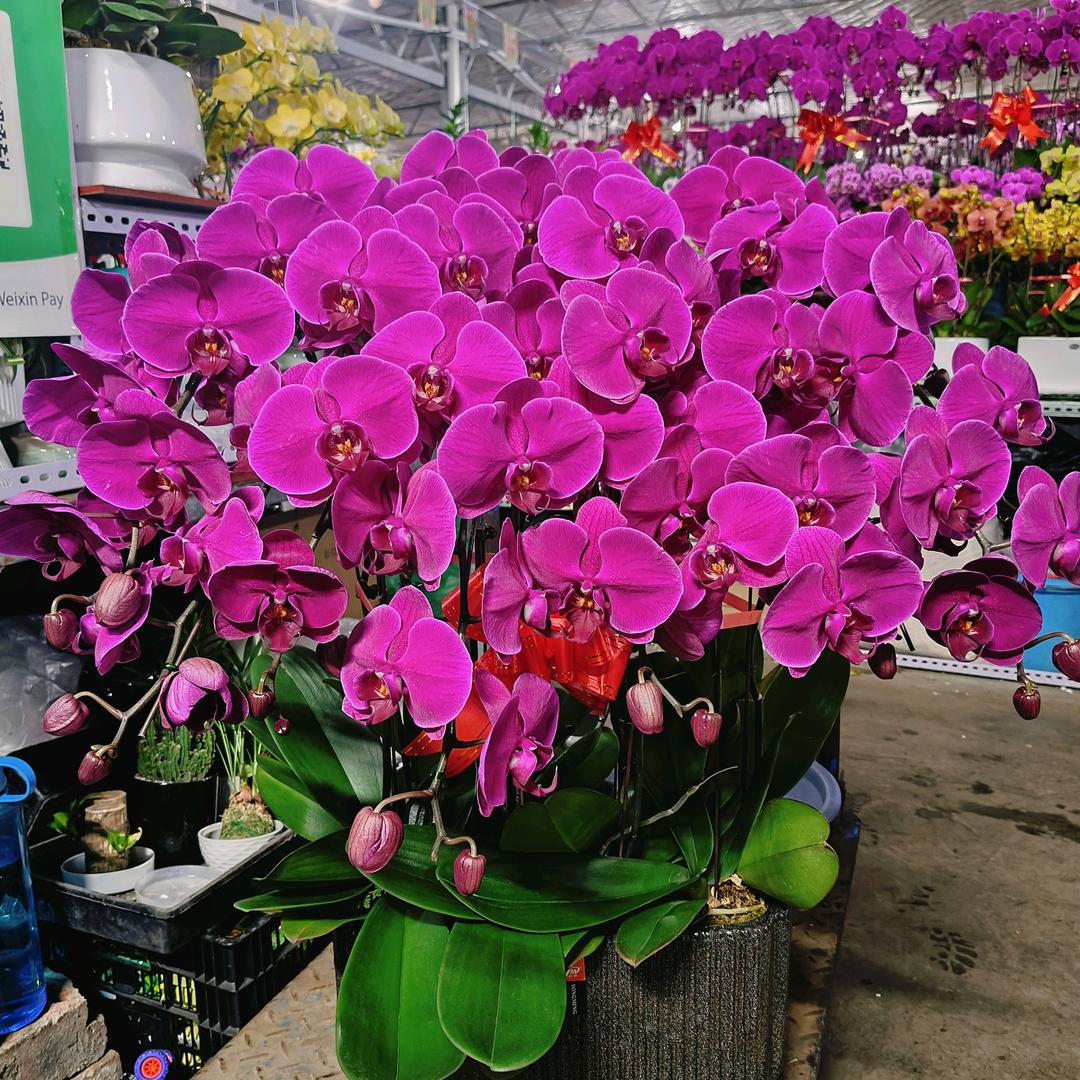 新疆蝴蝶兰小谌