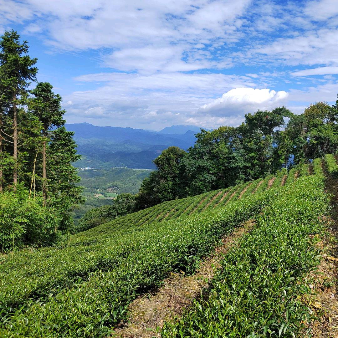 🌈古道茶人🍃—山场主