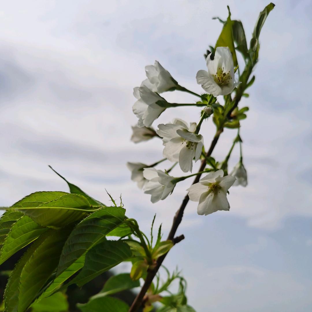 季节与楓